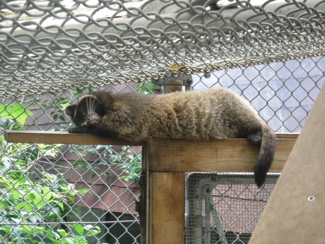 ヤクシカZOOプロジェクト　第3弾！_c0290504_17282121.jpg