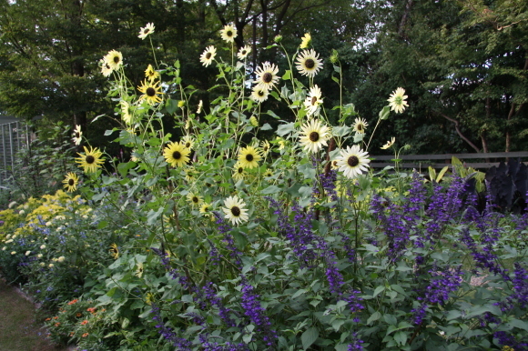 a0139007_12522581.jpg