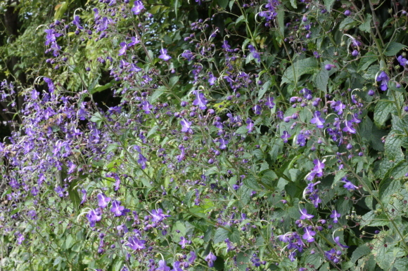 a0139007_12525915.jpg