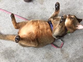 おデブ猫は可愛い 青梅にゃんにゃん サークル Wish おデブ猫は可愛い 青梅にゃんにゃん サークル Wish