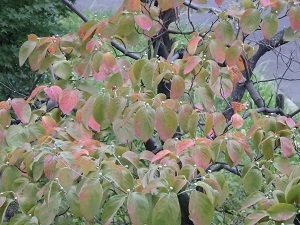 c0386412_00432322.jpg
