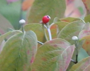 c0386412_00432393.jpg