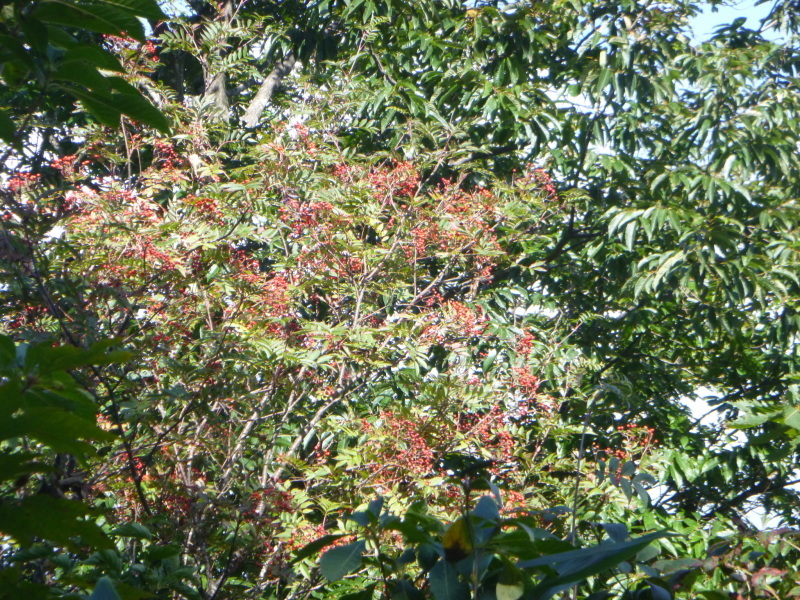 d0170615_19351785.jpg