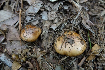 f0360815_14034120.jpg