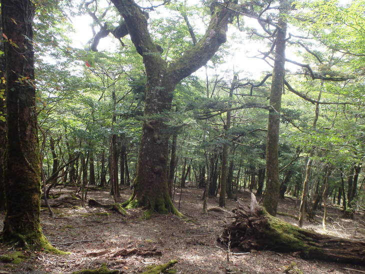 f0193521_1735271.jpg