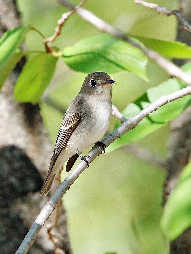 今日の鳥見_f0368325_20180841.jpg