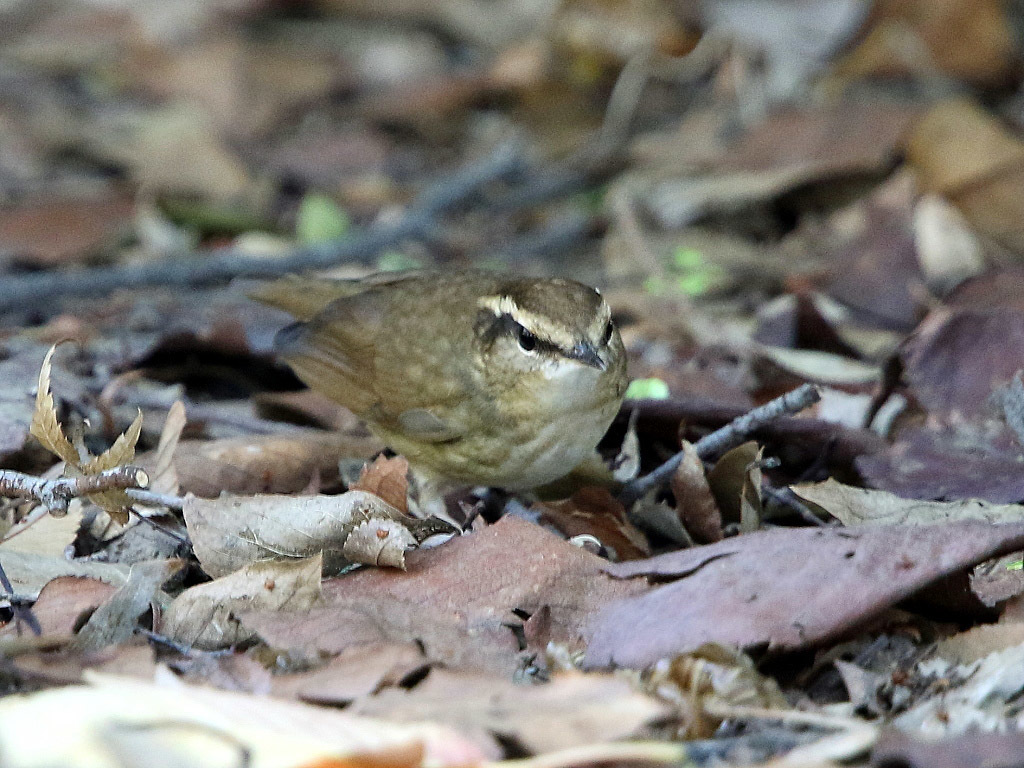 今日の鳥見_f0368325_20193323.jpg