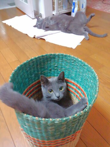 早起きしてるのに_d0152937_17572779.jpg