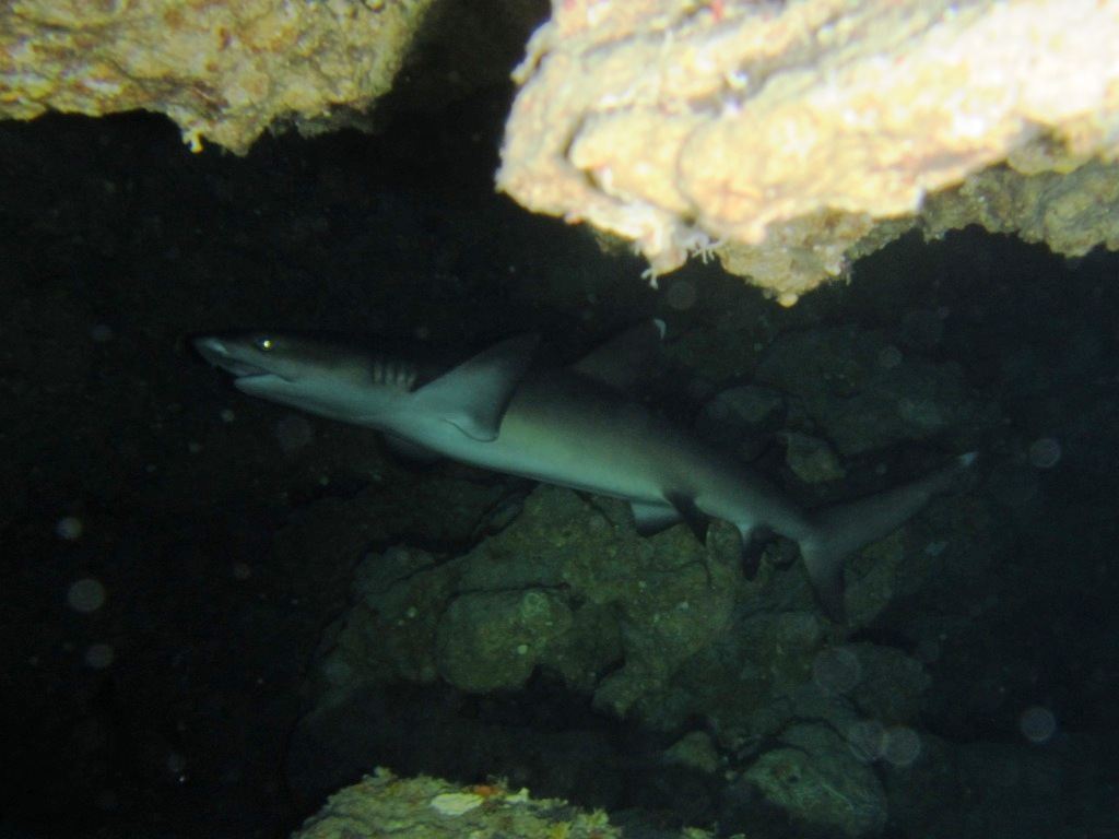 a0189838_22431581.jpg