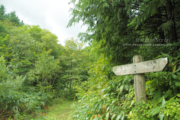 県森、懐かしの道①**心折れる道_b0197639_13352848.jpg