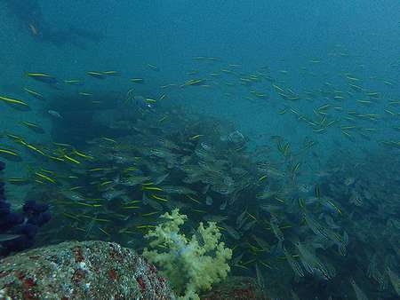 初島その1、透明度は低かったけど魚はたくさん！_d0168345_07144028.jpg