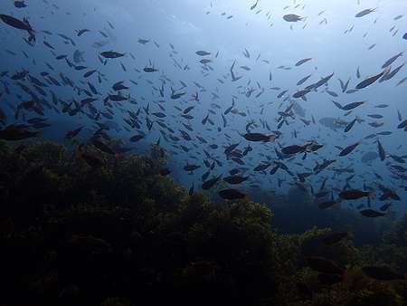 初島その1、透明度は低かったけど魚はたくさん！_d0168345_07151503.jpg