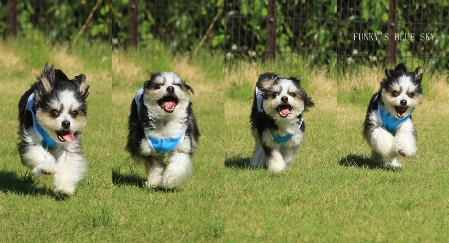 RUN♪ RUN♪ (ドッグランにて・9月19日ー1)_c0145250_09554519.jpg