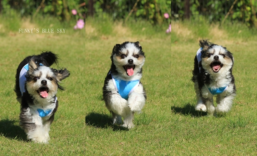 RUN♪ RUN♪ (ドッグランにて・9月19日ー1)_c0145250_09554942.jpg