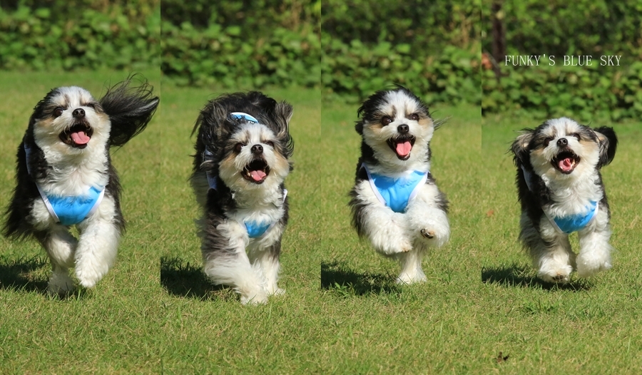 RUN♪ RUN♪ (ドッグランにて・9月19日ー1)_c0145250_09555936.jpg