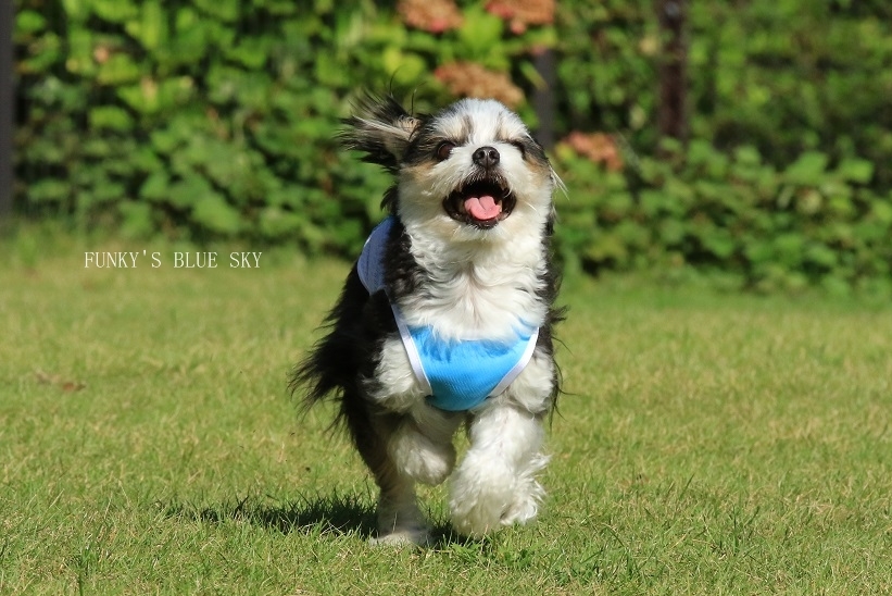 RUN♪ RUN♪ (ドッグランにて・9月19日ー1)_c0145250_09561181.jpg
