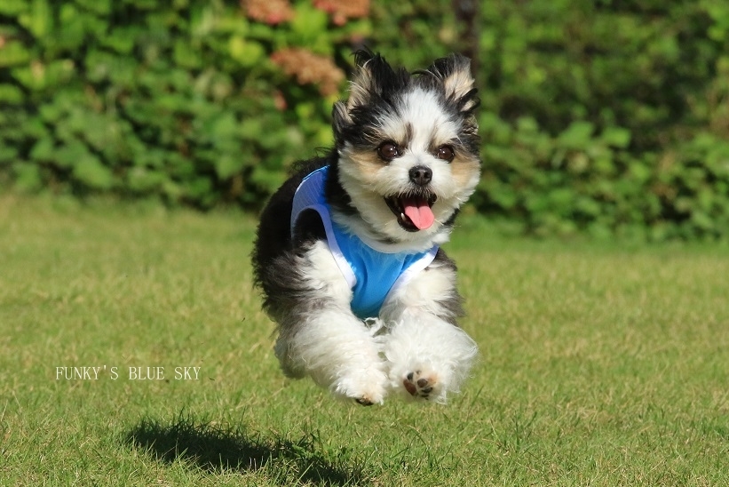 RUN♪ RUN♪ (ドッグランにて・9月19日ー1)_c0145250_09561532.jpg