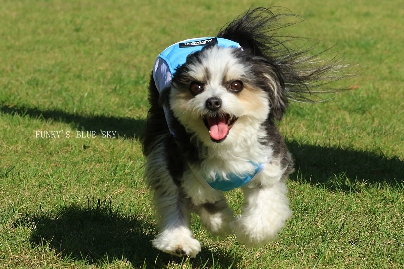 RUN♪ RUN♪ (ドッグランにて・9月19日ー1)_c0145250_09562242.jpg
