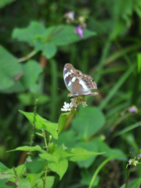 c0045352_21401690.jpg
