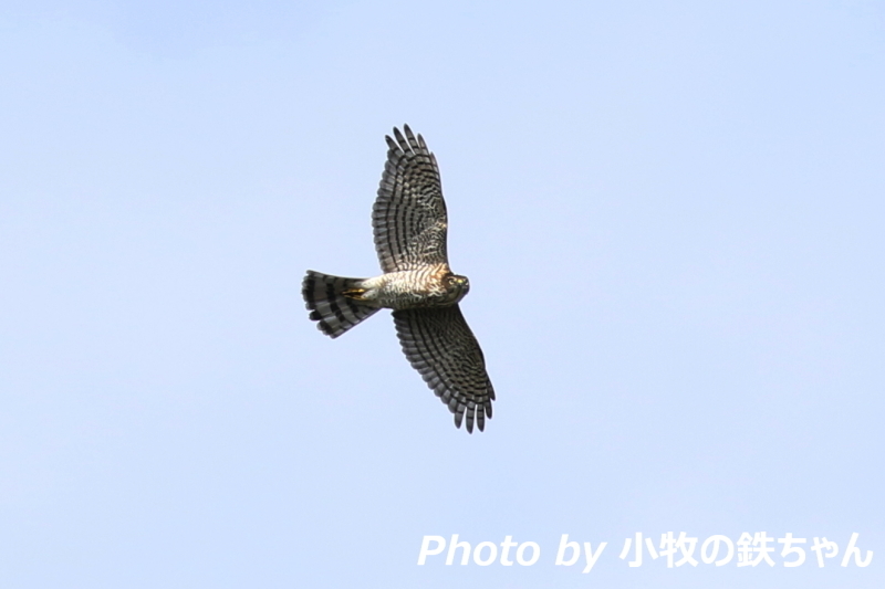 2017年 秋のタカの渡り　～渥美半島：サシバ・ハチクマ・ノスリ・ツミ～_a0343856_23542979.jpg