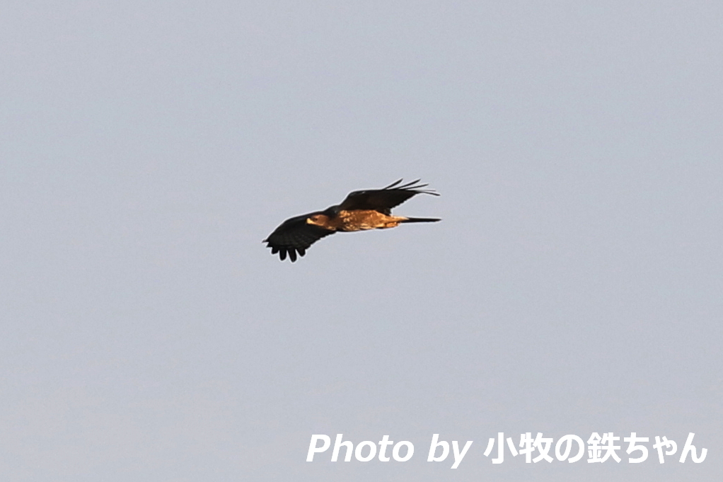 2017年 秋のタカの渡り　～渥美半島：サシバ・ハチクマ・ノスリ・ツミ～_a0343856_23584626.jpg