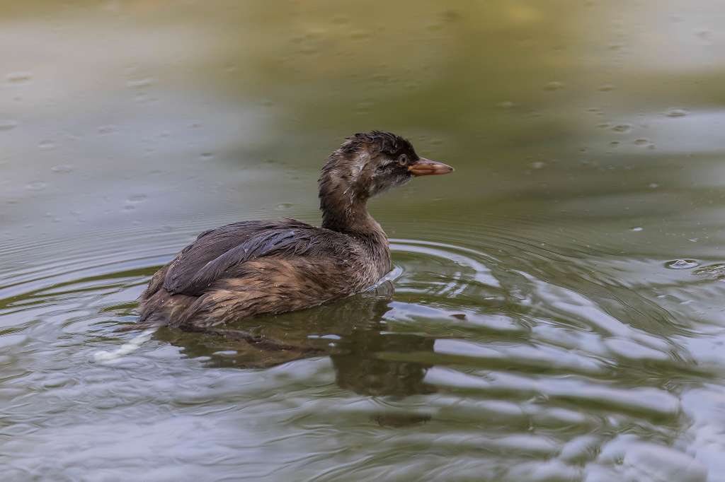 昭和記念公園の鶏頭の花_f0044056_17195746.jpg