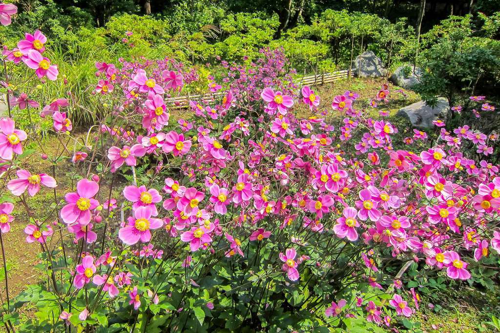 昭和記念公園の鶏頭の花_f0044056_17212190.jpg