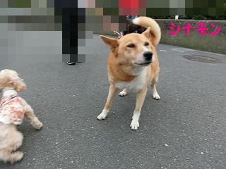 不甲斐無いな～_d0353074_18055371.jpg