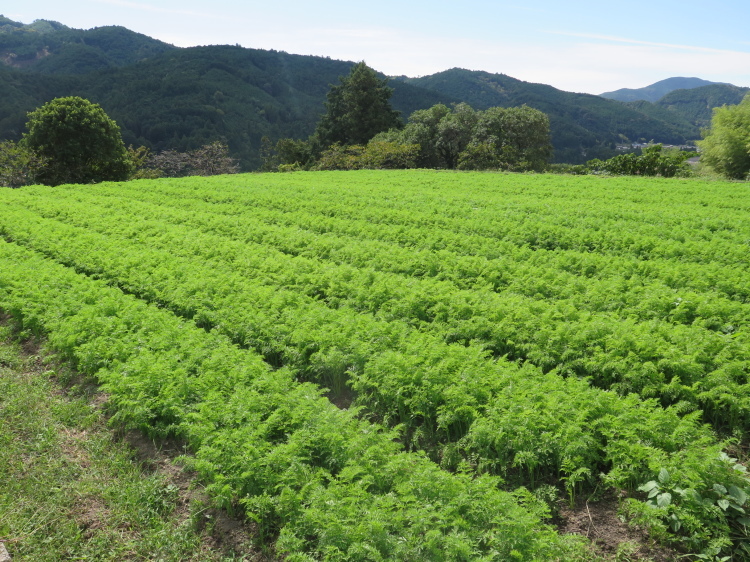 にんじん畑17 秋 キセツノオヤサイ葉屋の畑だより