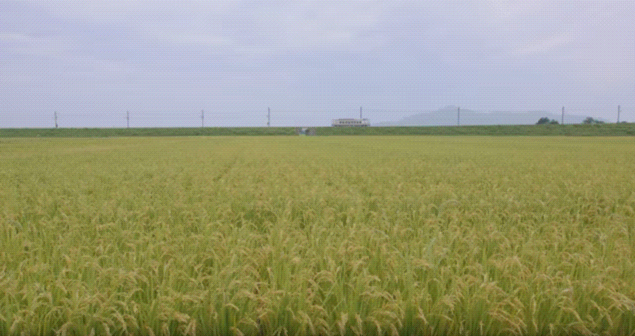 e0199691_01083127.gif