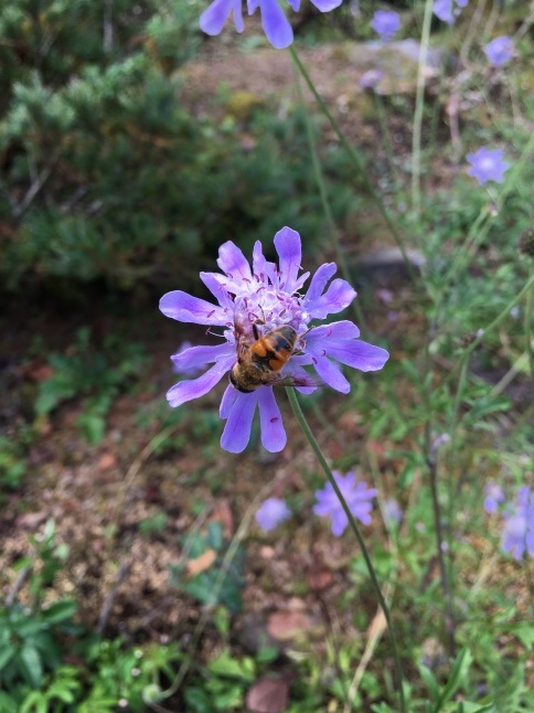 生き物観察_a0129492_17005943.jpeg