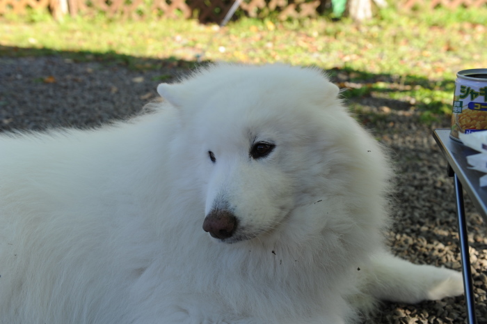 a0049296_20105477.jpg
