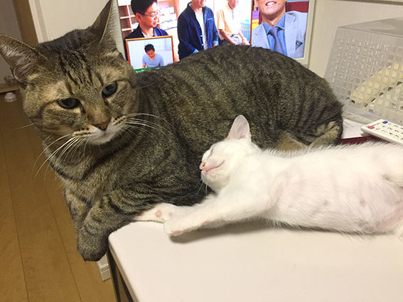 モナカの動画&海岸3姉弟&トロロ&すー&健&サビ子猫_d0071596_22202815.jpg