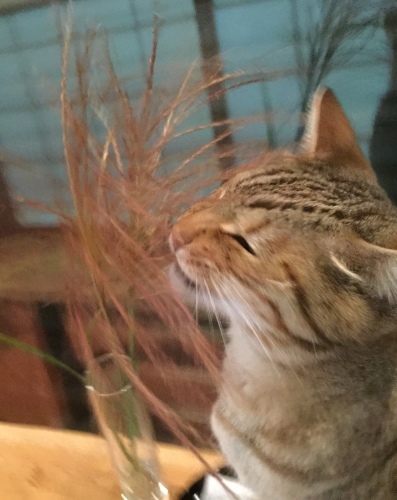 ベスト (2) (^_^;)_e0358096_20332352.jpeg