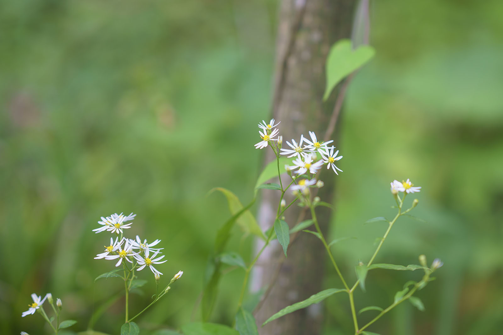 秋の箱根湿生花園_b0145398_21081240.jpg