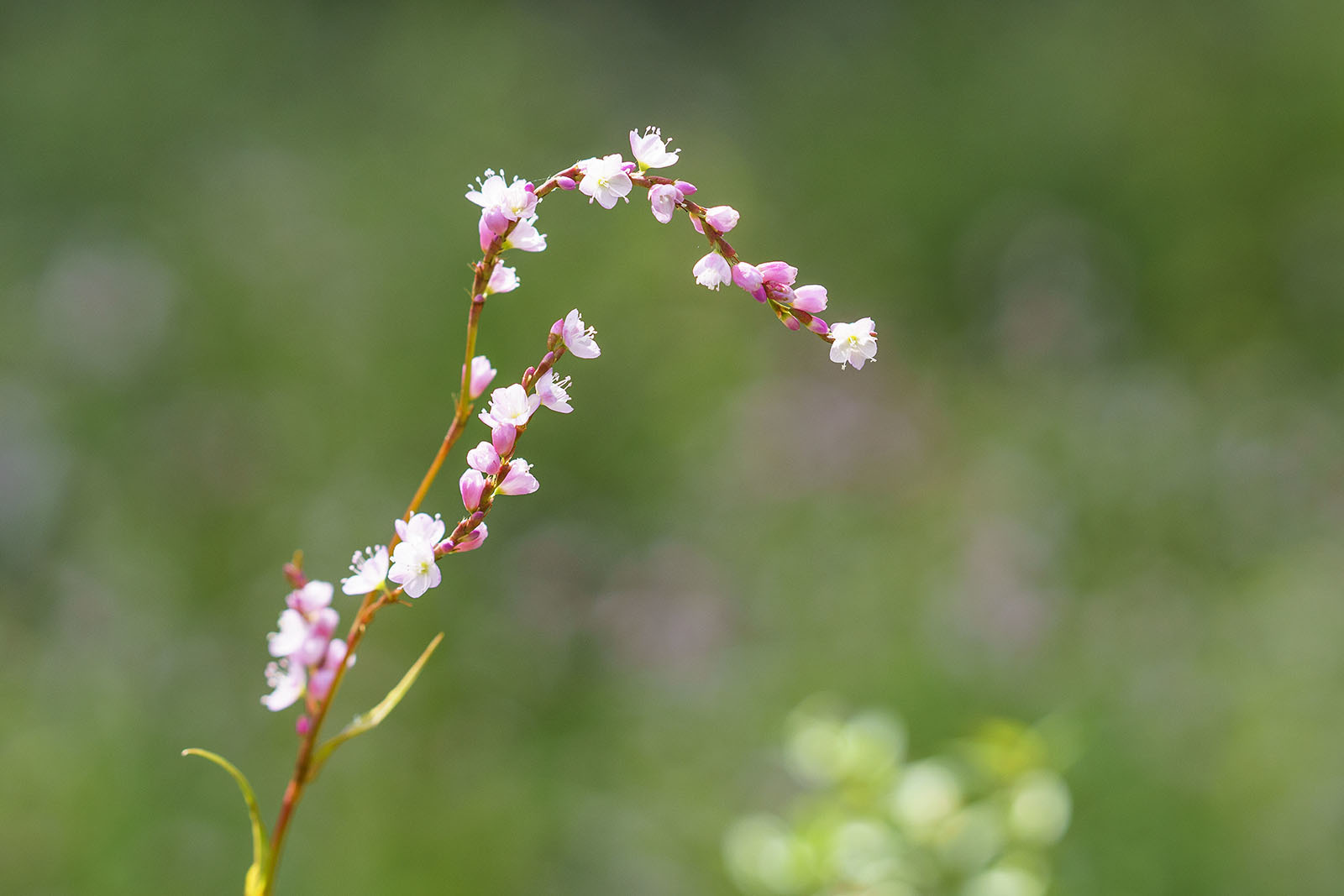 秋の箱根湿生花園_b0145398_21083023.jpg