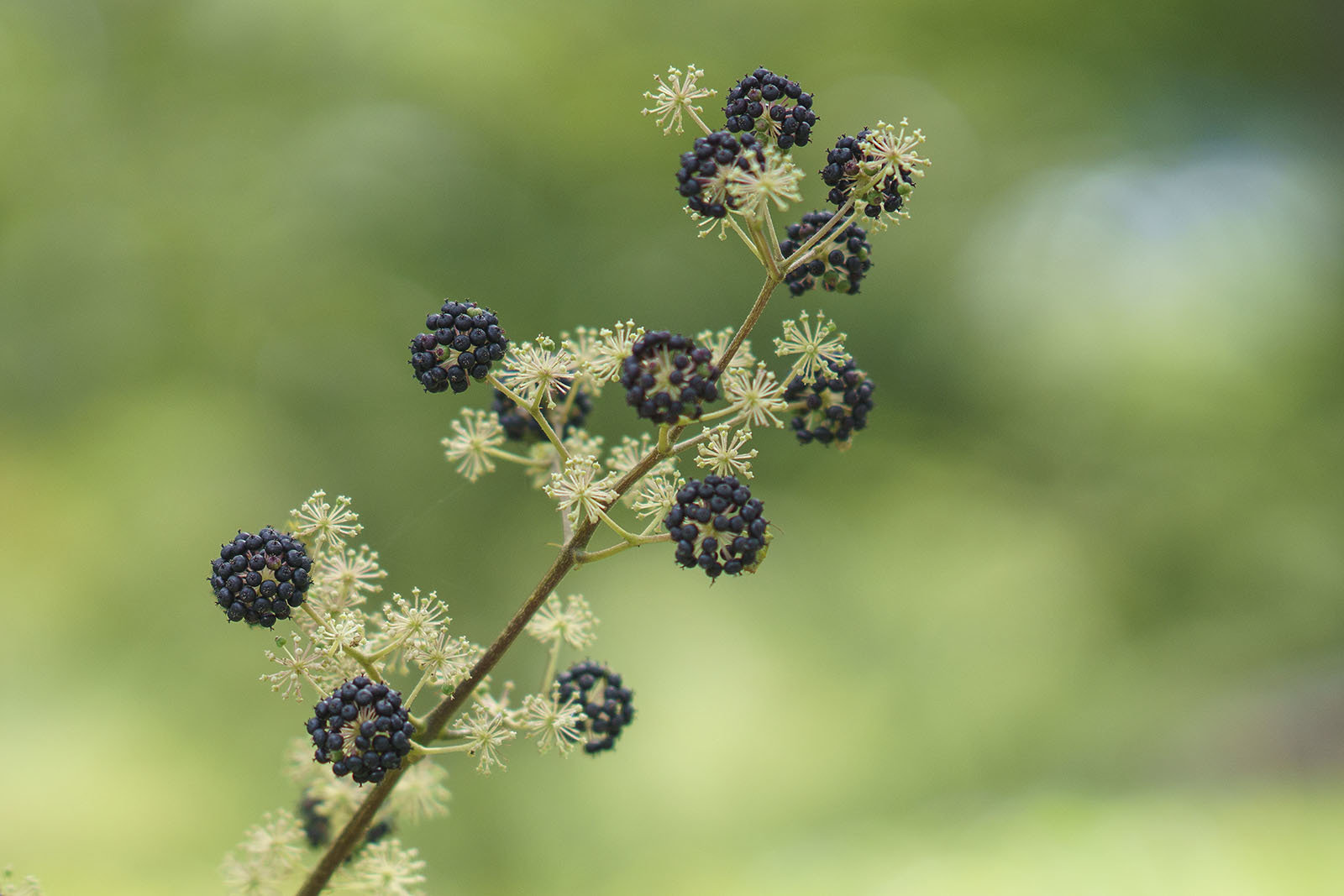 秋の箱根湿生花園_b0145398_21085197.jpg