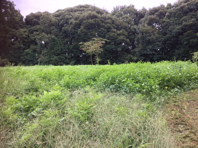e0270198_1722625.jpg