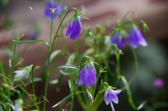 秋の小さな花_b0356401_20373360.jpg