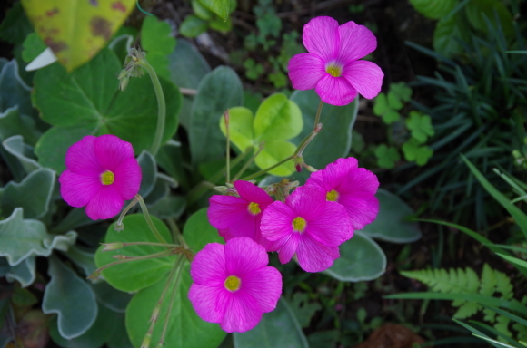 秋の小さな花_b0356401_20391407.jpg