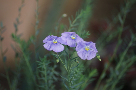 秋の小さな花_b0356401_20401658.jpg