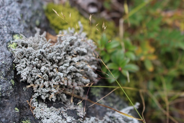 富士山植物写真_c0178009_15522045.jpg