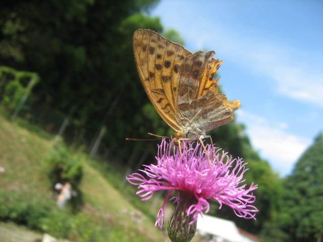 c0062511_19331829.jpg