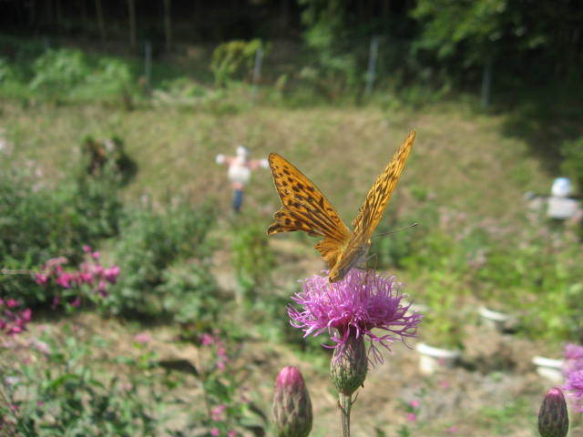 c0062511_19340242.jpg