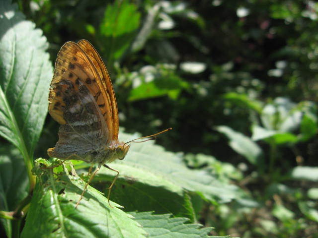 c0062511_19350171.jpg