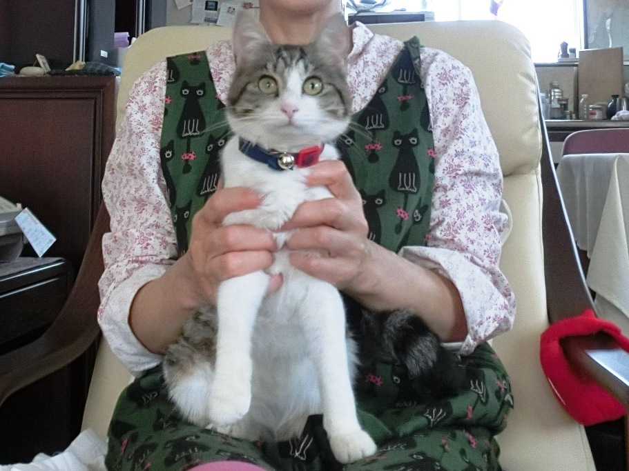 ねこ部屋卒業猫ルゥちゃん その１ 過去と里親さん ネコトバイク2 日本独走