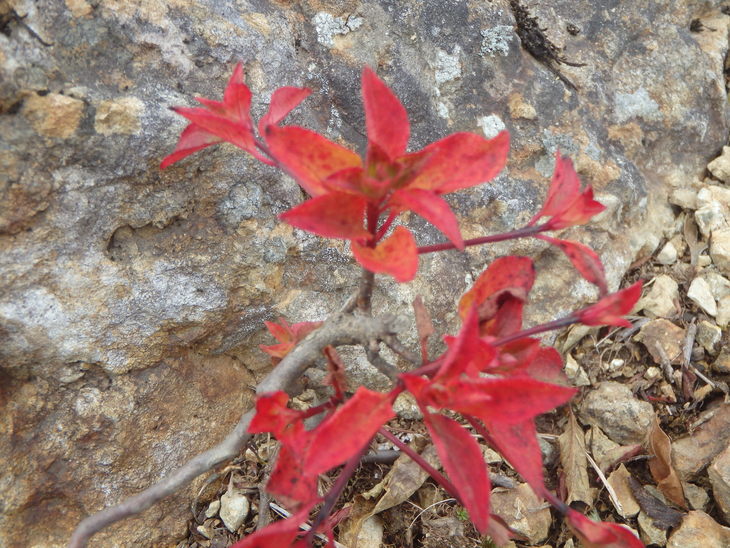 親父山～障子岳_f0193521_1919319.jpg