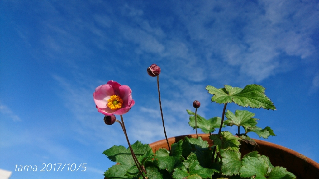 秋明菊とミセバヤのお花_f0339422_08401737.jpg