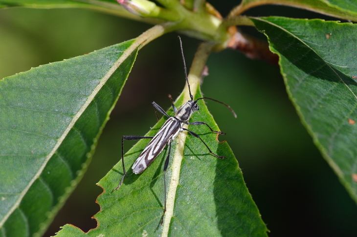 カンボウトラカミキリ 3_e0337826_14320339.jpg