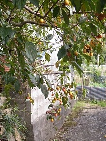 f0361027_23282340.jpg